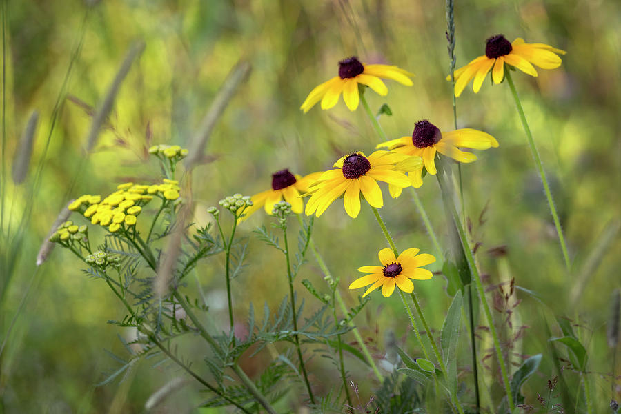 Brown Eyed Susans #2 Photograph by Angie Rea