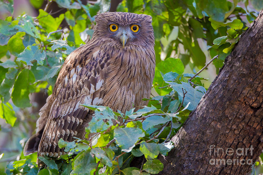 Brown Fish Owl, India #2 Photograph by B. G. Thomson