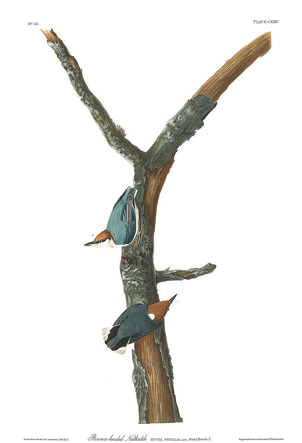 John James Audubon Painting - Brown-headed Nuthatch #2 by John James Audubon