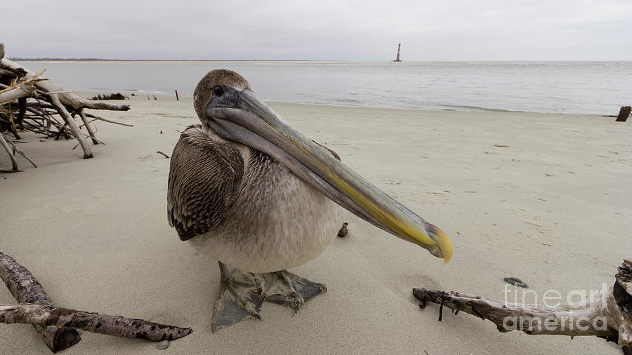 Brown Pelican  #2 Photograph by Dustin K Ryan