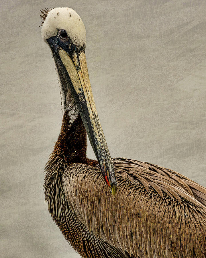 Pelican Photograph - Brown Pelican portrait #2 by Ernest Echols