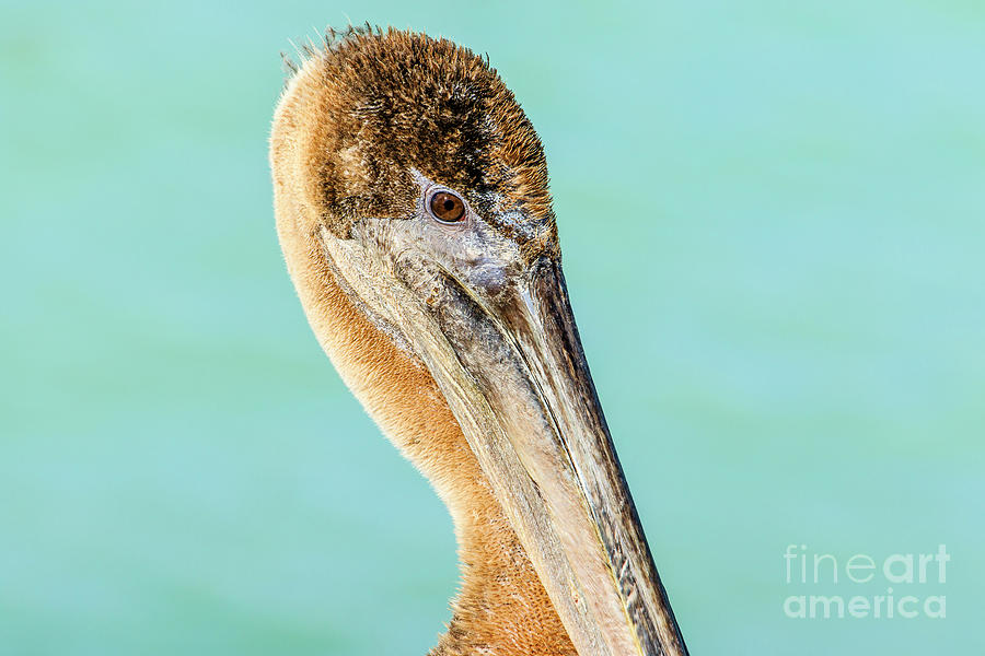 Brown Pelican Profile #2 Photograph by Ben Graham