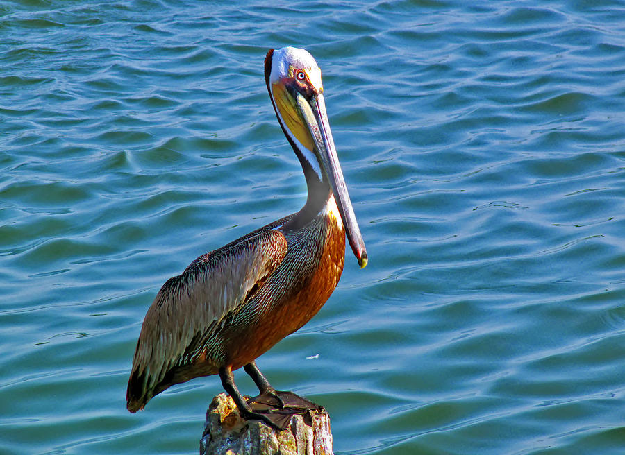 Pelican Photograph - Brown Pelican #2 by Robert Brown