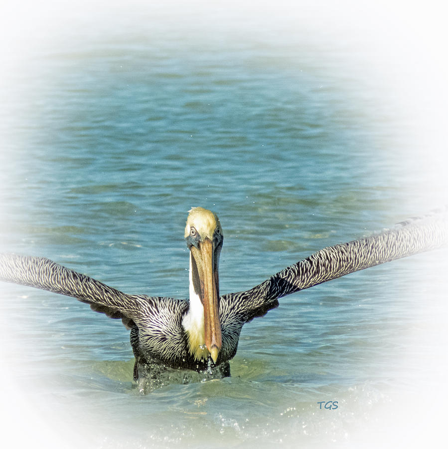 Brown Pelican #2 Photograph by T Guy Spencer