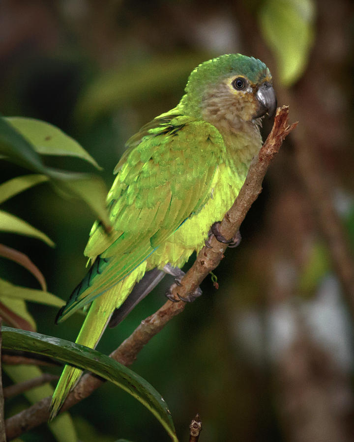 Brown Throated Parakeet La Macarena Colombia #2 Photograph by Adam Rainoff