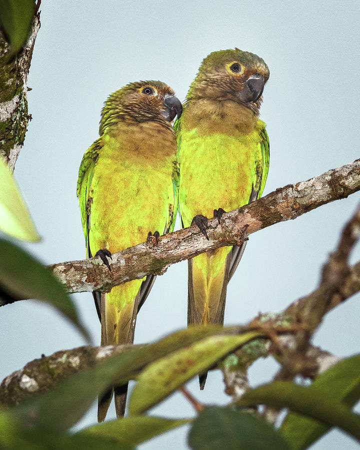 Brown Throated Parakeets La Macarena Colombia #2 Photograph by Adam Rainoff