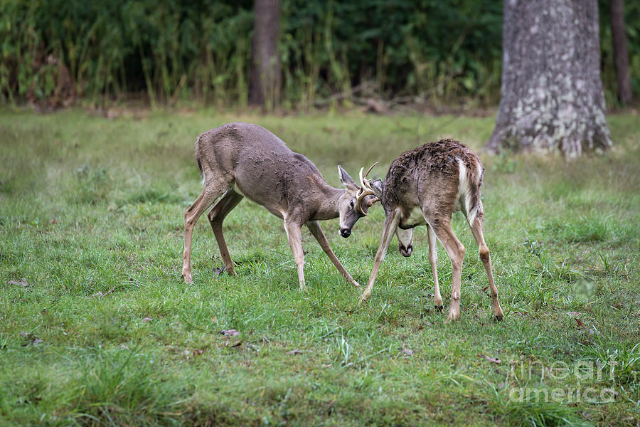 2 Bucks Fighting Photograph by Andrea Silies
