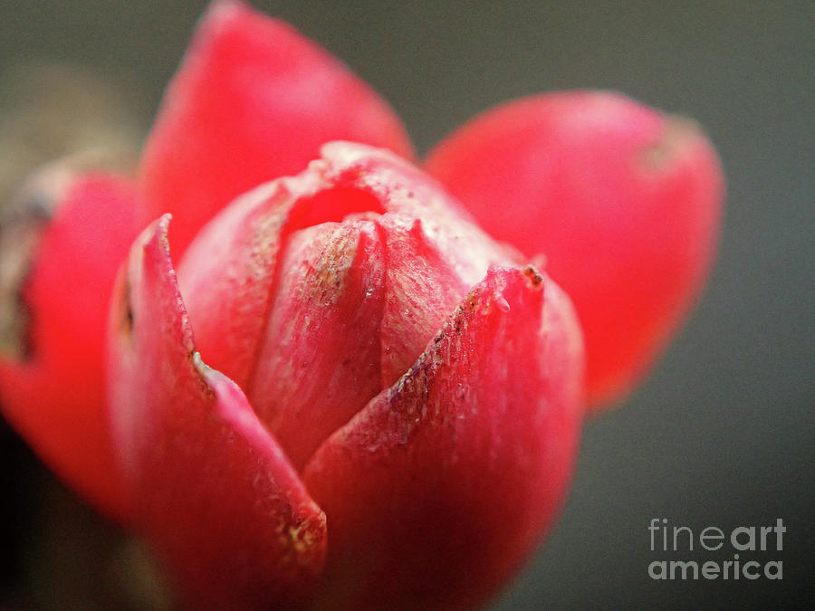 Budding Flower #2 Photograph by FineArtRoyal Joshua Mimbs