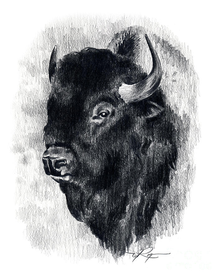 Buffalo Painting - Buffalo #2 by David Rogers