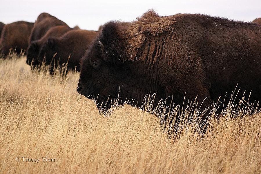Buffalo Grazing #2 Photograph by Tracey Vivar