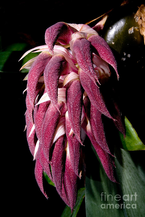 Bulbophyllum Orchid #2 Photograph by Dant Fenolio