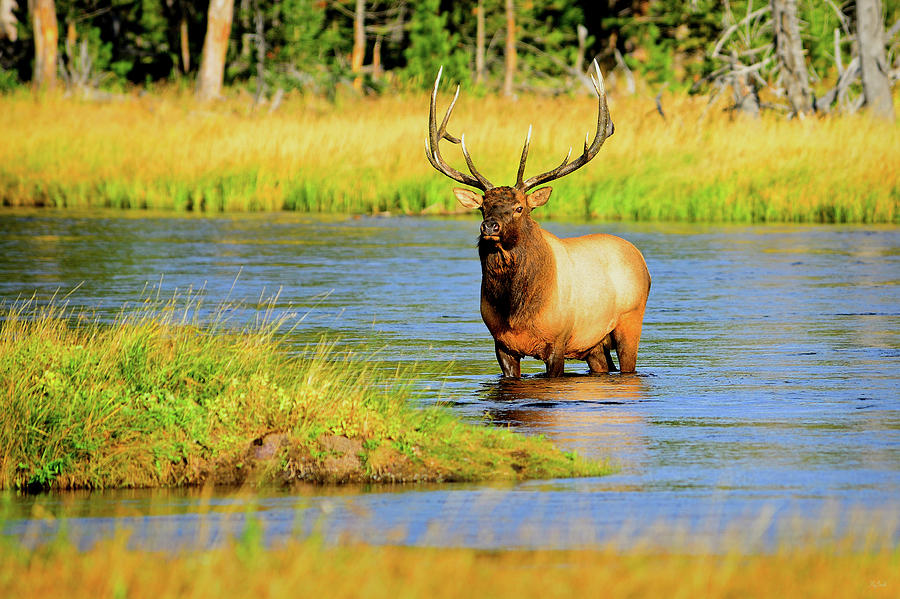 Bull Elk #2 Photograph by Greg Norrell
