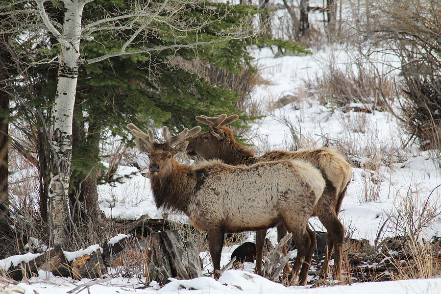 2 Bull Elk In May Snowstorm Photograph by David Wilkinson