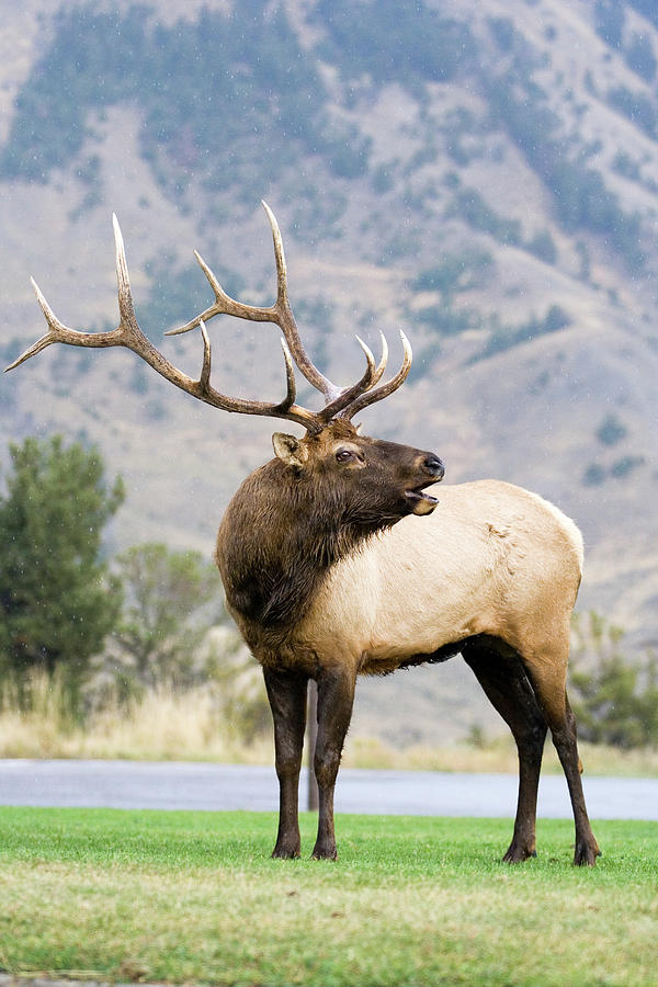 Bull Elk Photograph by Wesley Aston