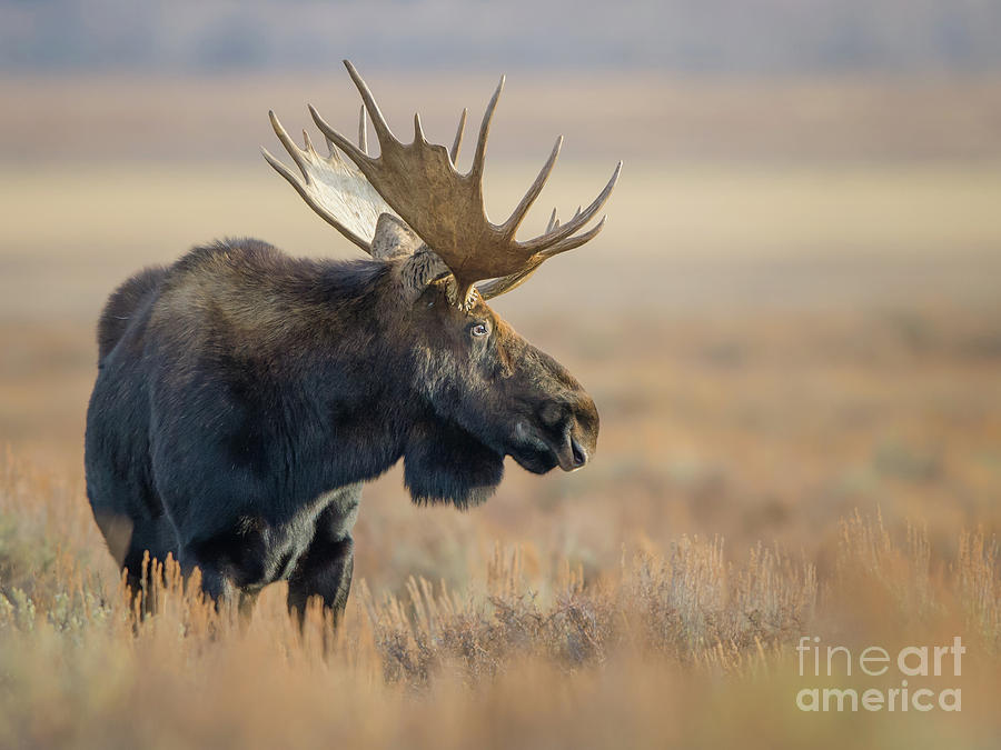 Bull Moose #2 Photograph by Brad Schwarm