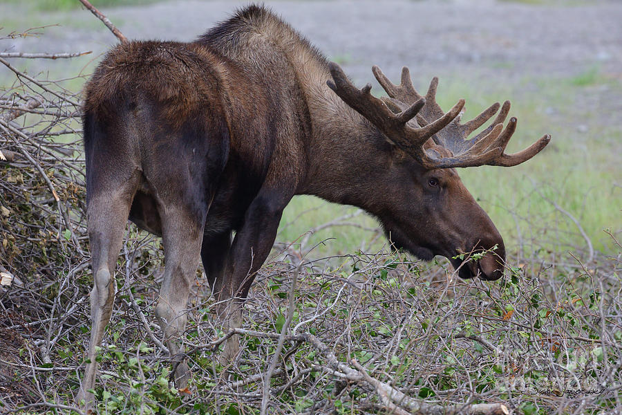 Bull Moose #2 Photograph by Steve Javorsky