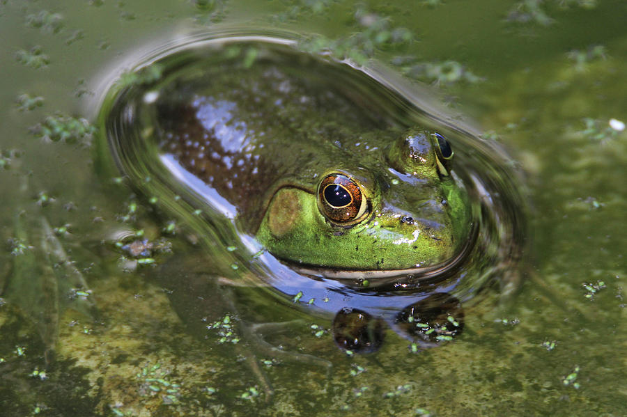 Frog Photograph - Bullfrog Stony Brook New York #2 by Bob Savage
