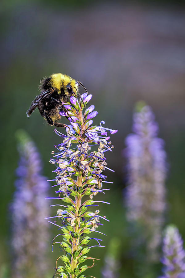 Bumble Bee #1 Photograph by Maria Coulson