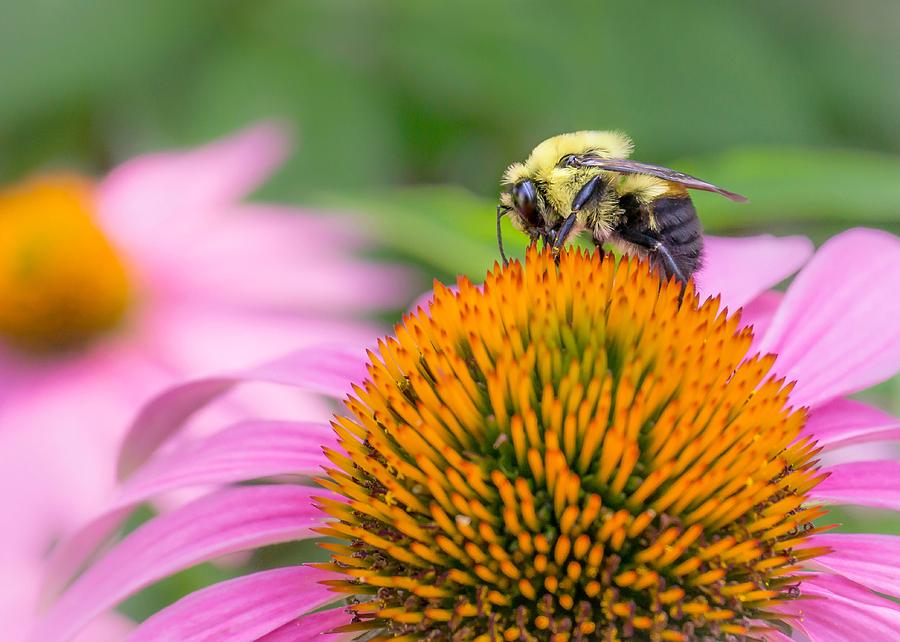 Bumble Bee On Coneflower Photograph by Jim Hughes