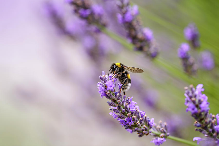 Bumblebee And Lavender Photograph