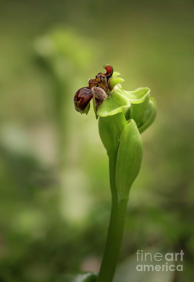 Bumblebee Orchid, Ophrys Bombyliflora #2 Photograph by Perry Van Munster