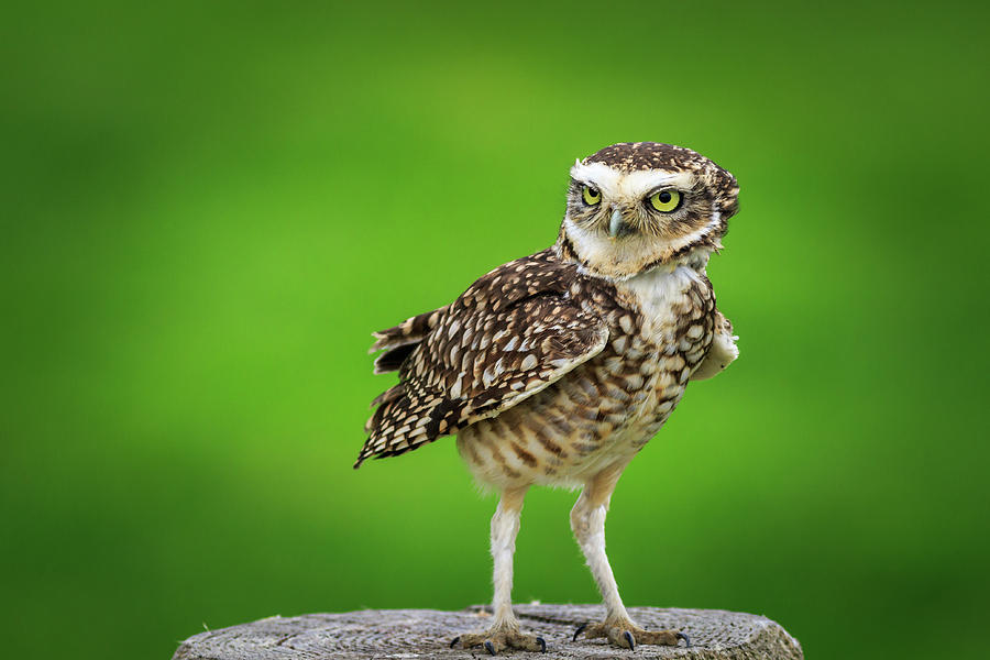 Burrowing owl  #2 Photograph by Chris Smith