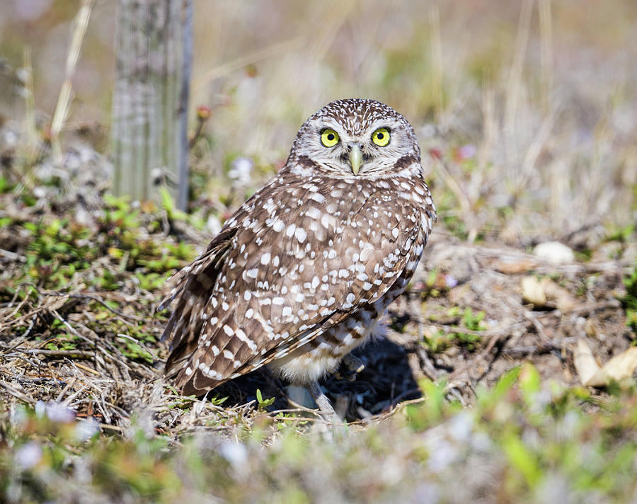 Burrowing Owl #2 Photograph by Fran Gallogly