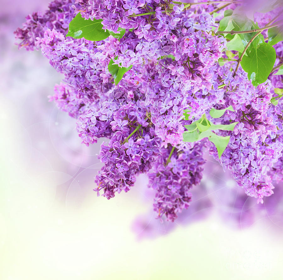 Bush of Lilac #3 Photograph by Anastasy Yarmolovich