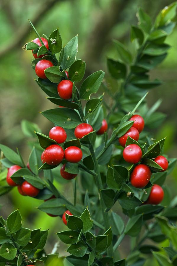 Fruit Photograph - Butchers Broom (ruscus Aculeatus) #2 by Bob Gibbons
