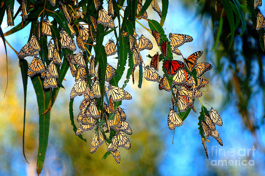 Butterflies #2 Photograph by Marc Bittan