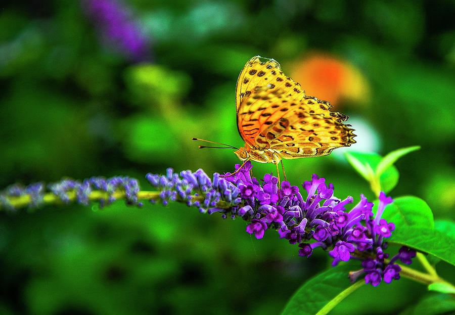 Butterfly and flower closeup #2 Photograph by Carl Ning