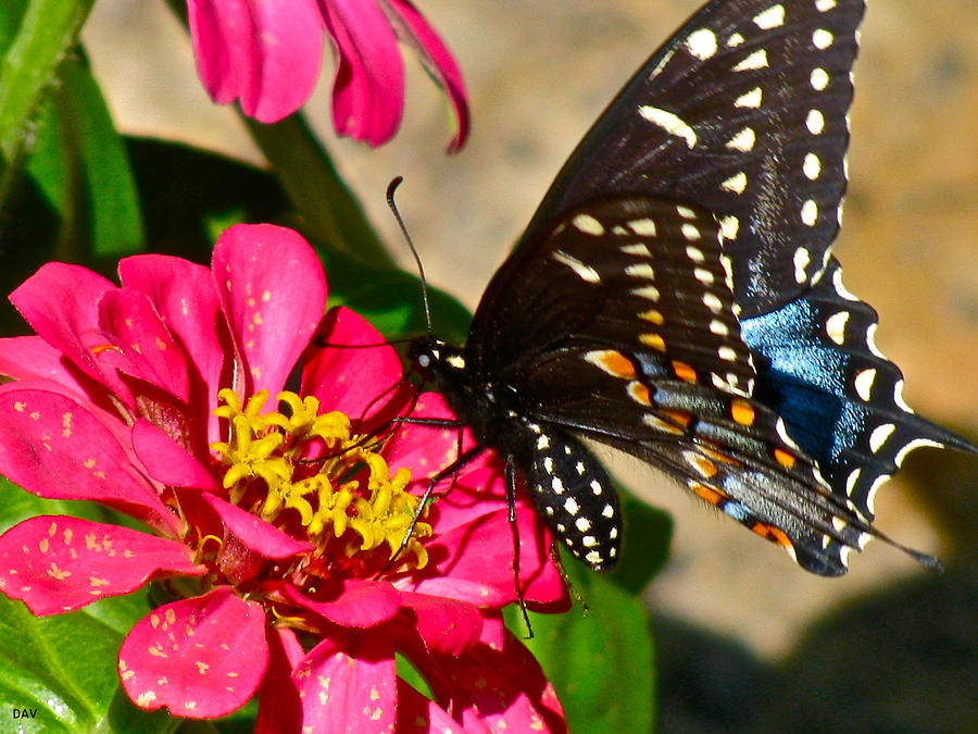 Butterfly Collection #2 Photograph by Debra     Vatalaro