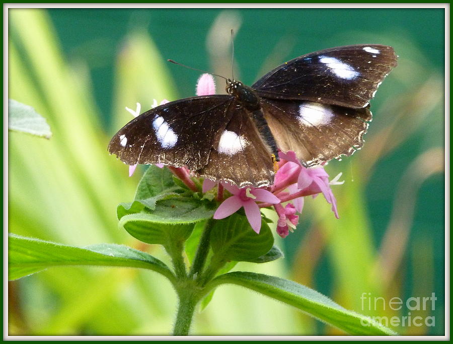 Butterfly #3 Photograph by Elena Alexandrova