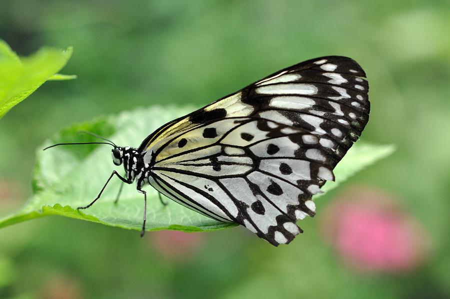 Butterfly Photograph By Jo Ann Matthews Fine Art America