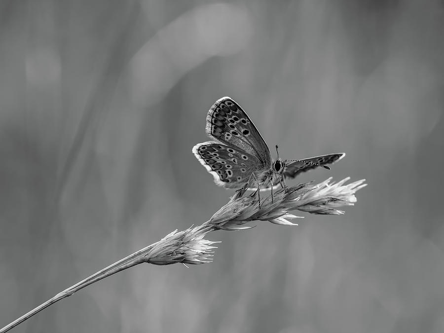 Butterfly On Grain #2 Photograph by Mountain Dreams