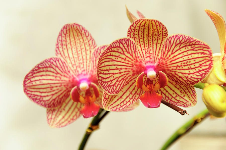 Butterfly orchid flowers #2 Photograph by Carl Ning