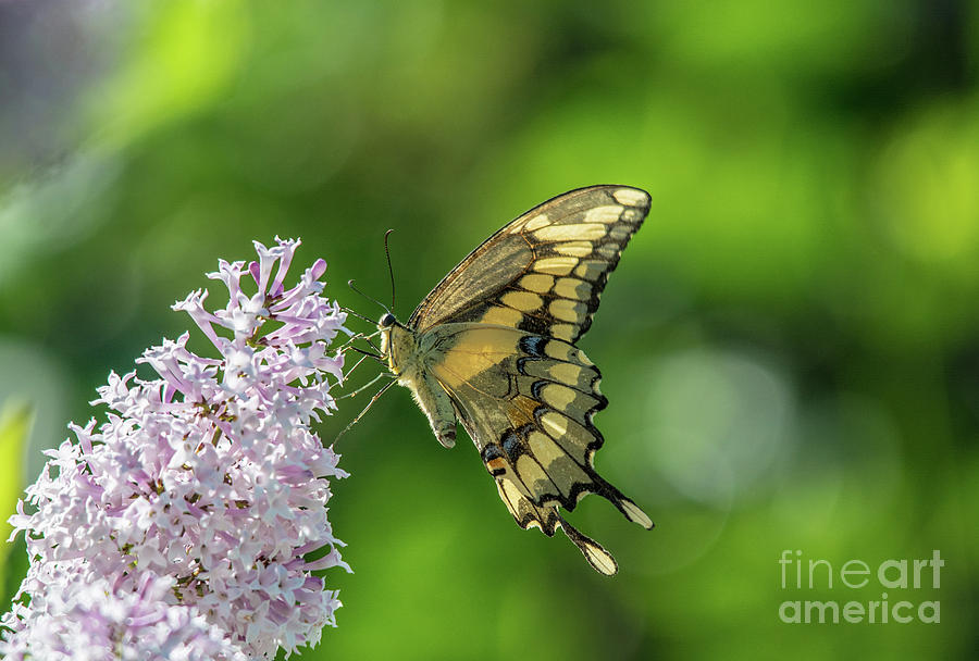 Butterfly Perfection #2 Photograph by Cheryl Baxter