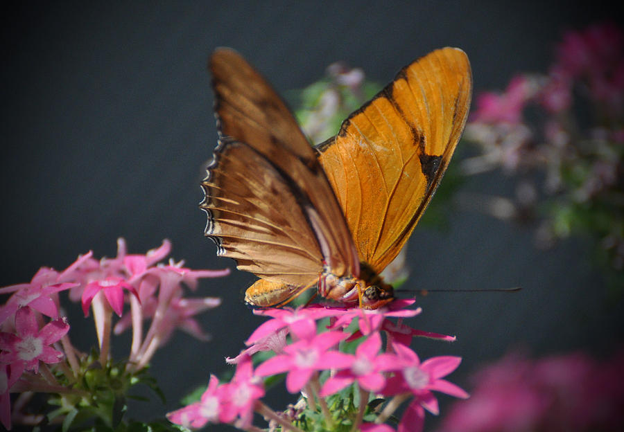 Butterfly #3 Photograph by Savannah Gibbs