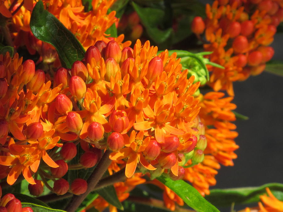 Butterfly Weed #1 Photograph by Alfred Ng