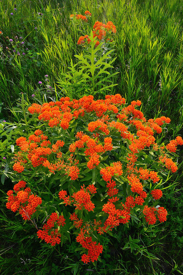 Butterfly Weed #2 Photograph by Ray Mathis