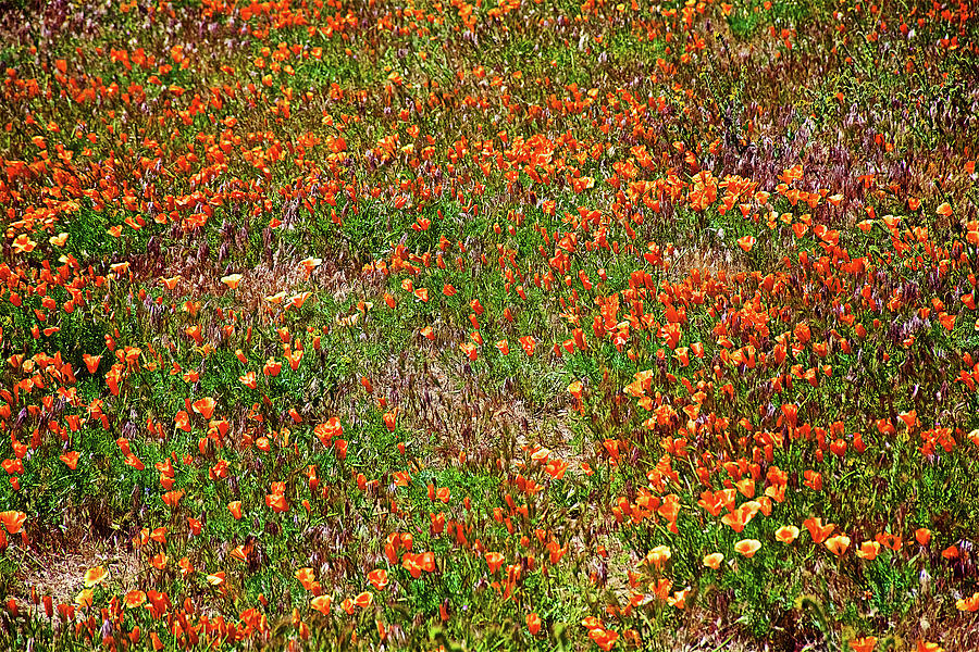 CA Poppies in Antelope Valley CA Poppy Reserve #2 Photograph by Ruth Hager