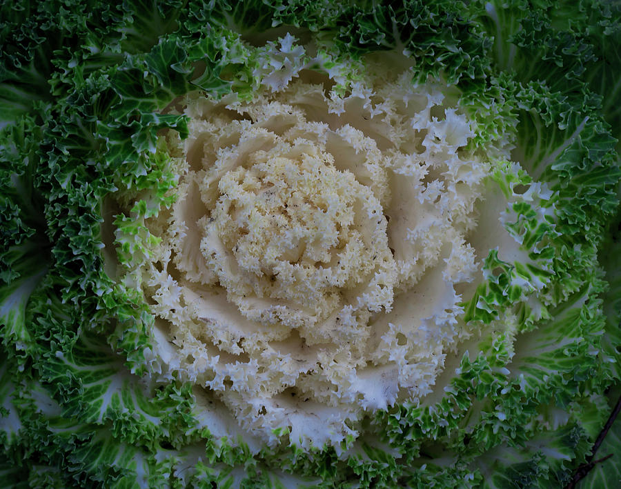 Cabbage #2 Photograph by Robert Ullmann