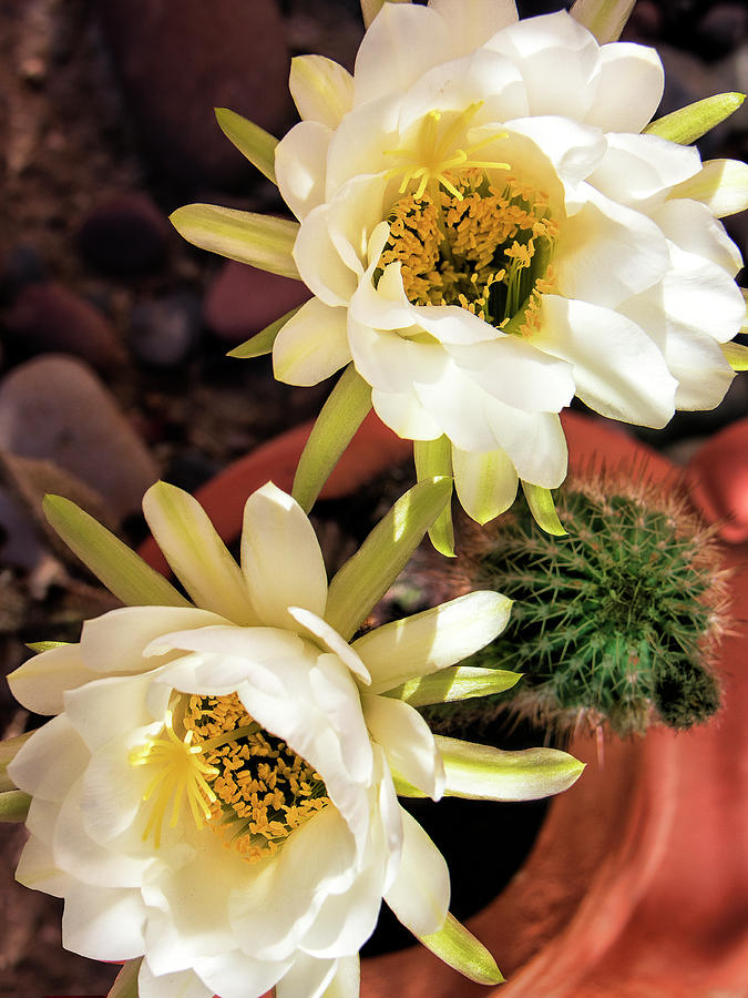Cactus Blooms #2 Photograph by Dominic Piperata