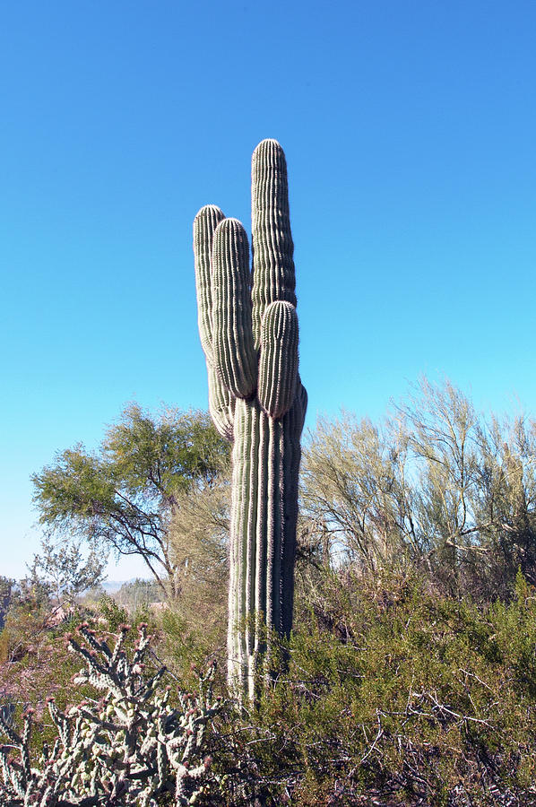 Cactus Photo #1 Photograph by Catherine Lau