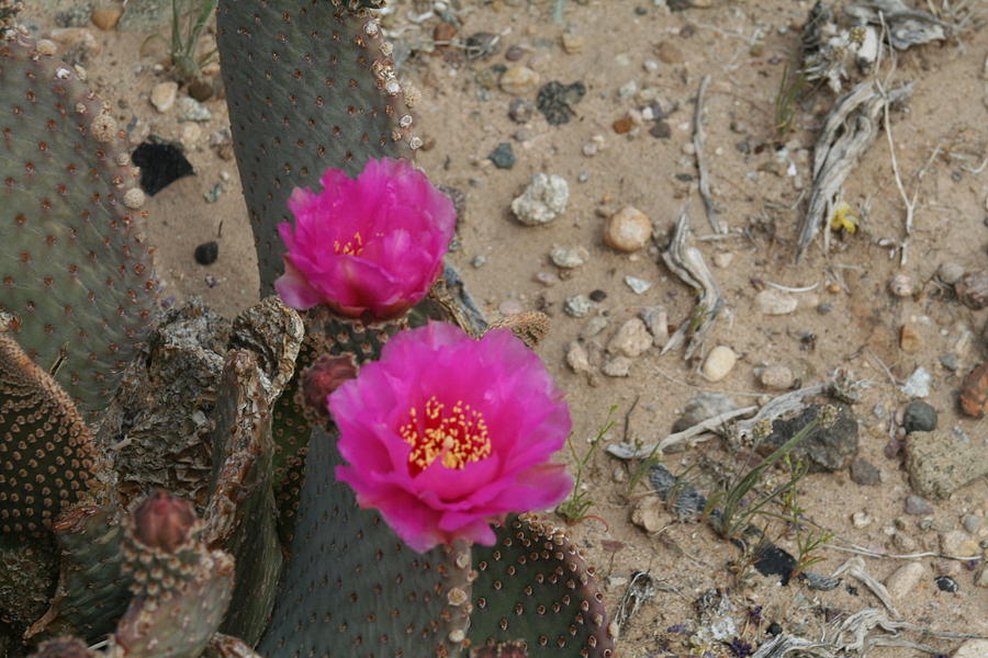 2 Cactus Pear Blosoms Photograph by Linda Ostby