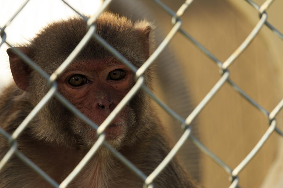 Caged Monkey #2 Photograph by Travis Rogers