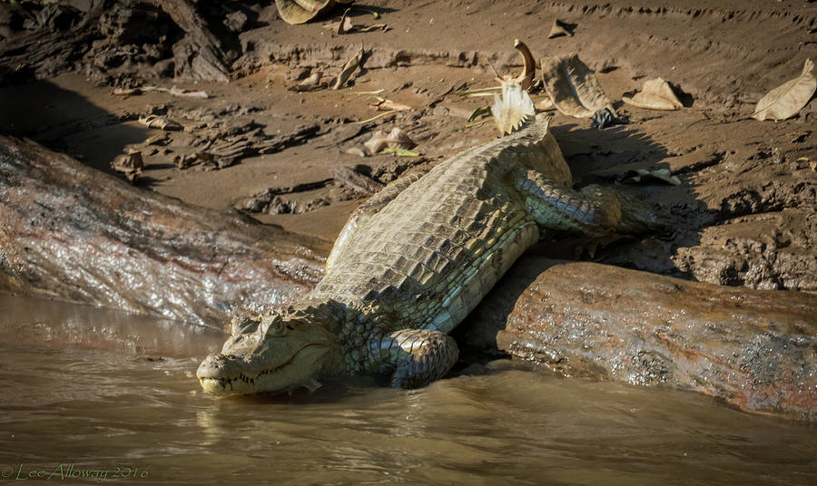 Caiman #2 Photograph by Lee Alloway