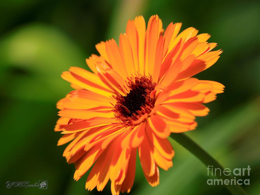 Calendula named Victoria Sunset #1 Photograph by J McCombie