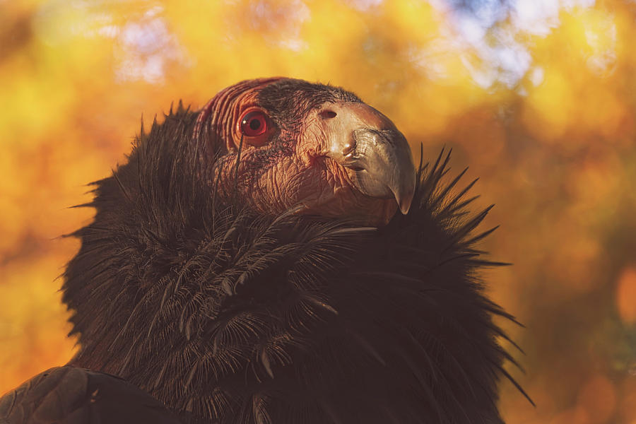 California Condor #2 Photograph by Brian Cross