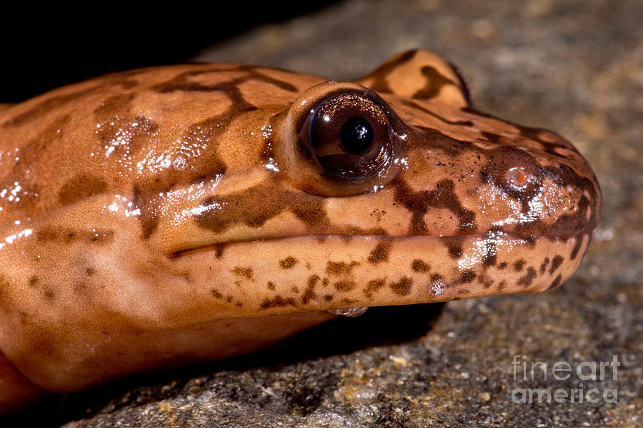 California Giant Salamander #2 Photograph by Dant Fenolio